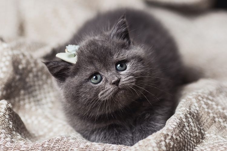 Gatito gris