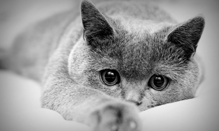Gatito británico
