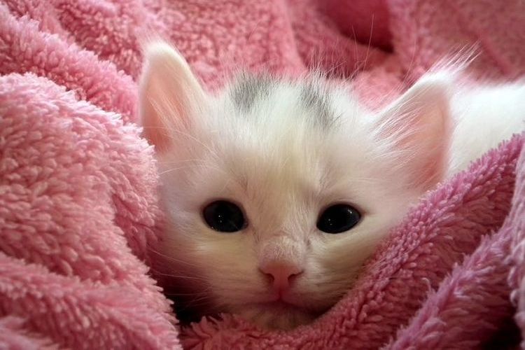 Gatito en una toalla rosa
