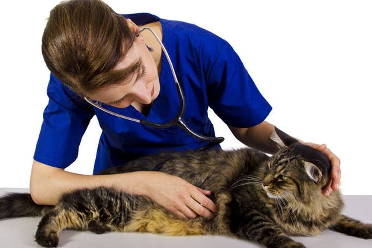 Gato en el veterinario