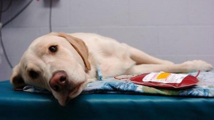 Transfusión de sangre a un perro