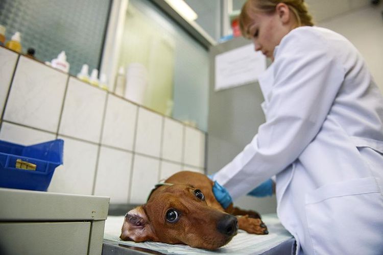 Examen veterinario
