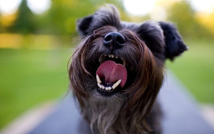 Cachorro con la boca abierta