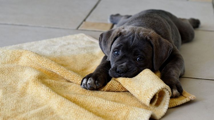 Cachorro mordiendo una alfombra