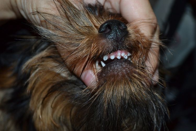 Revisión de la mordida del perro