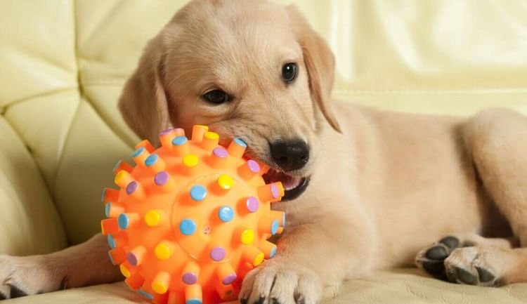 El cachorro muerde pelotas