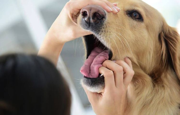 Examen de la boca del perro