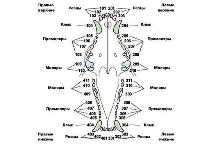 Esquema de dientes del perro