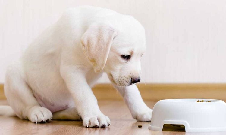 Cachorro junto al cuenco de comida