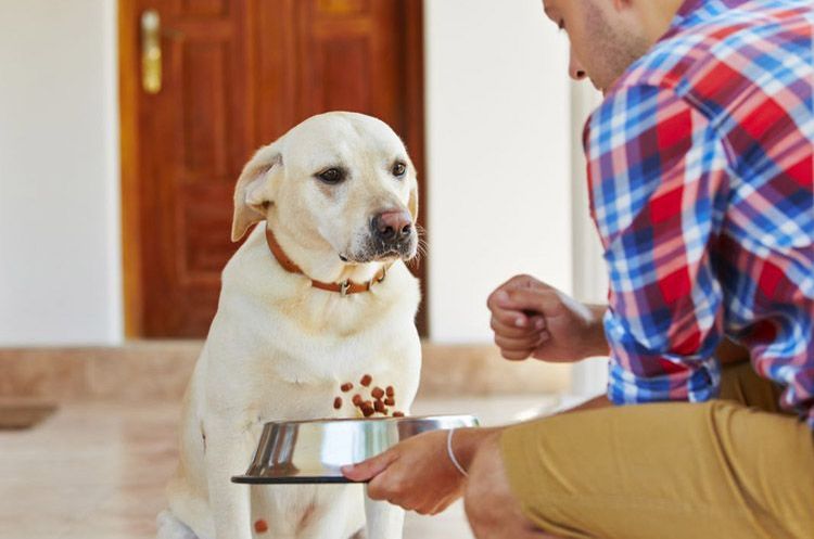 El labrador come pienso.
