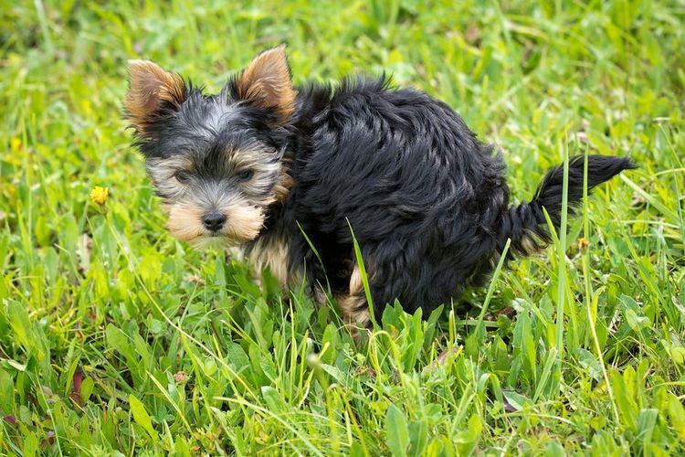 Cachorro en el césped