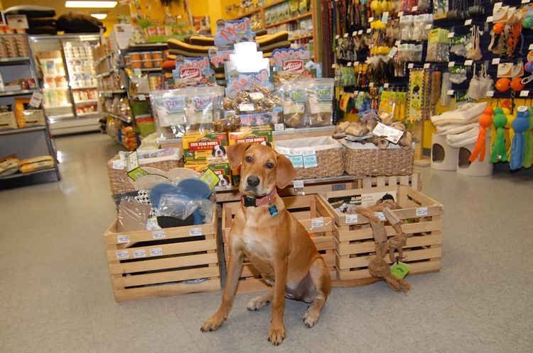 Perro en la tienda de animales
