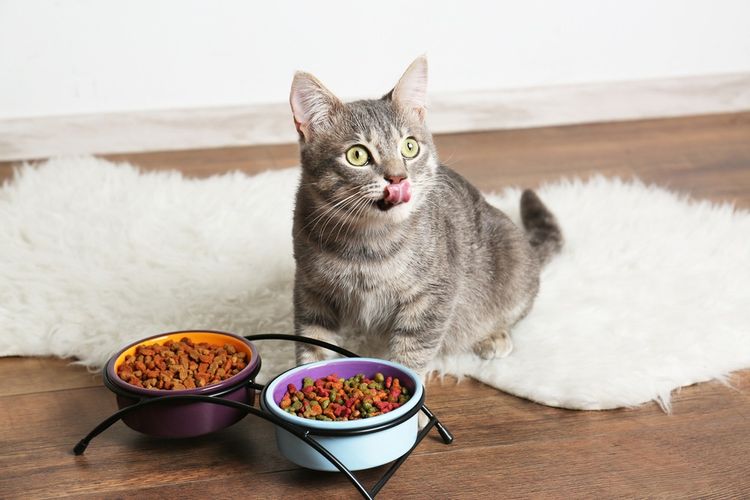 El gato come comida Gemon
