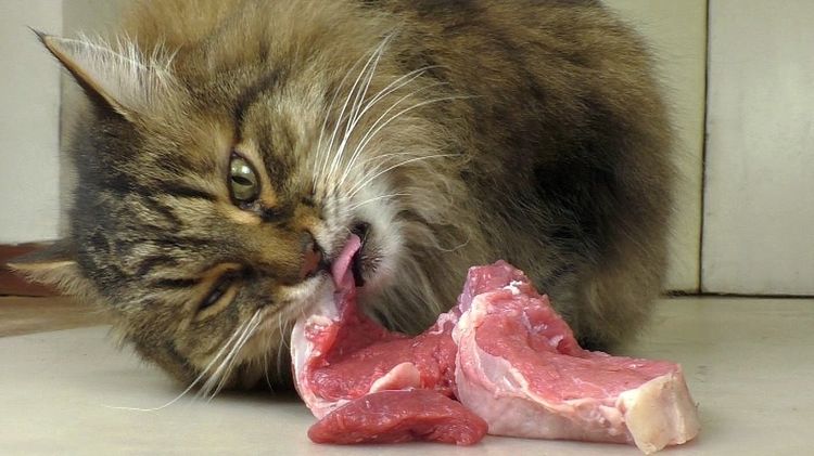 El gato come carne cruda