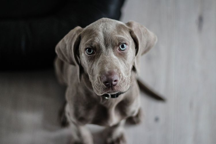 Perro sentado