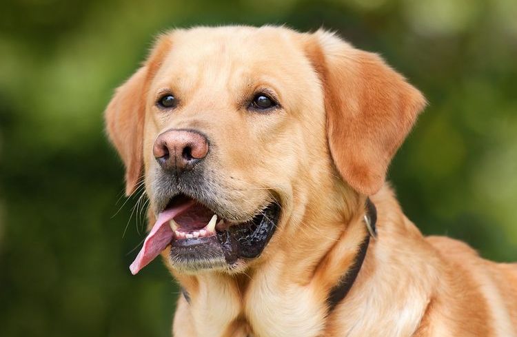 Labrador con la lengua fuera