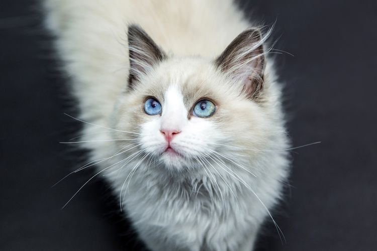 Gato de ojos azules