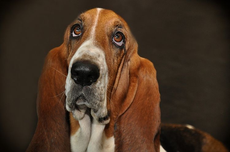 Basset hound