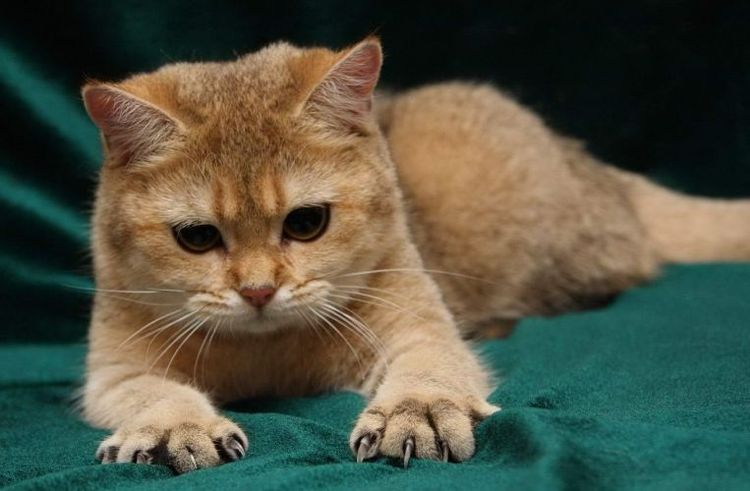 Gato irritado