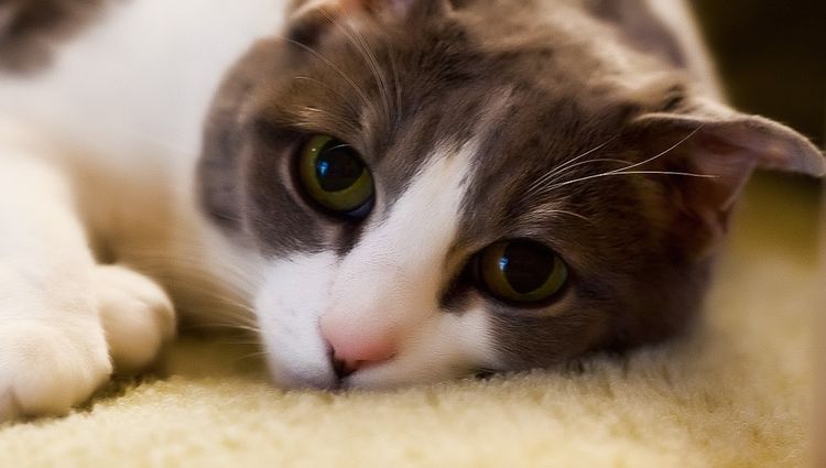 Gata tranquila