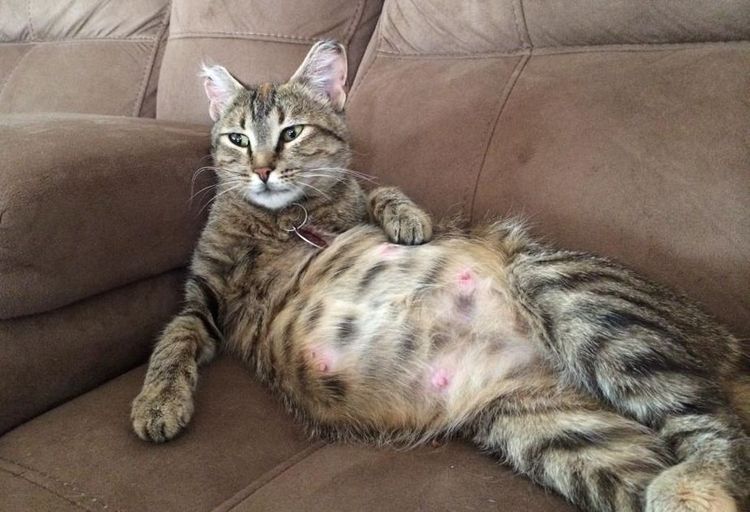 Gata embarazada