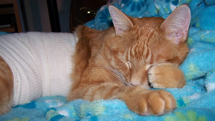 ayuda a un gato con sangre en las heces