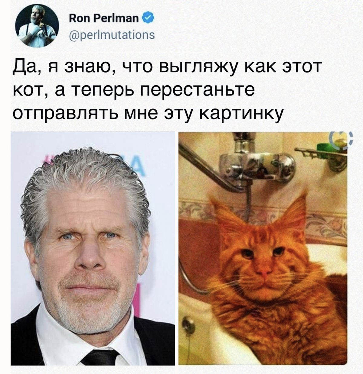 Maine Coon y Perlman