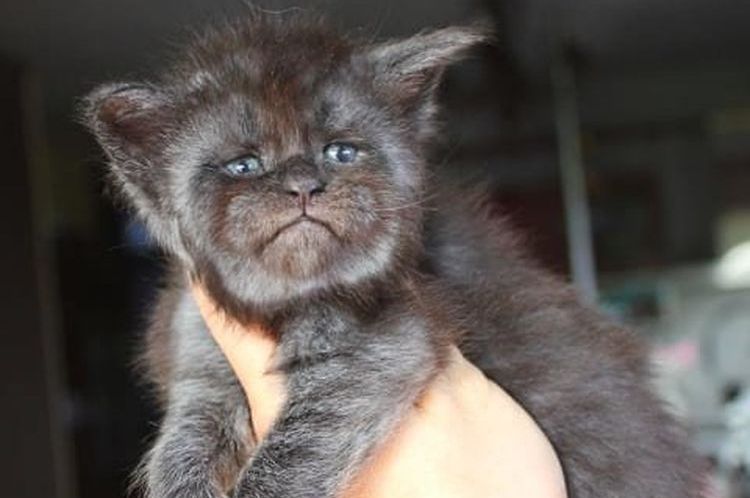 Gata con rostro humano