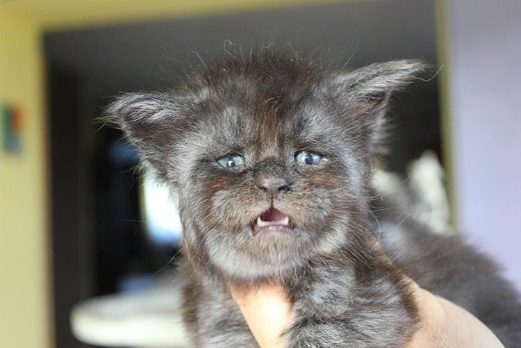 Gatito con rostro humano
