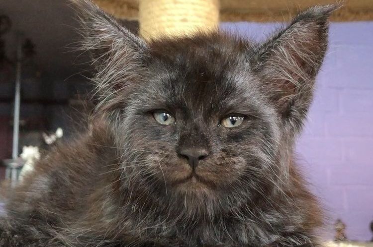 Valkiria: gata con rostro humano