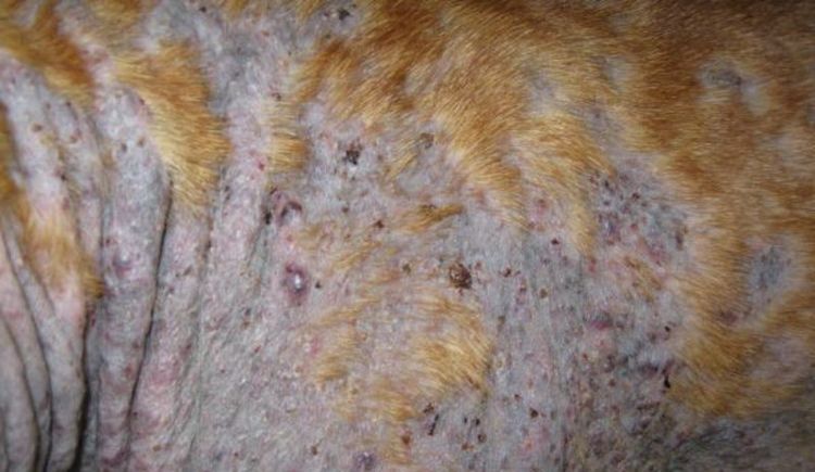 Consecuencias del hongo en el perro