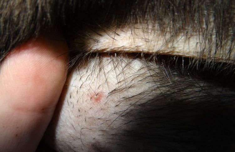 Foliculitis en el perro