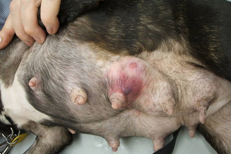 Tumor de la glándula mamaria en el perro
