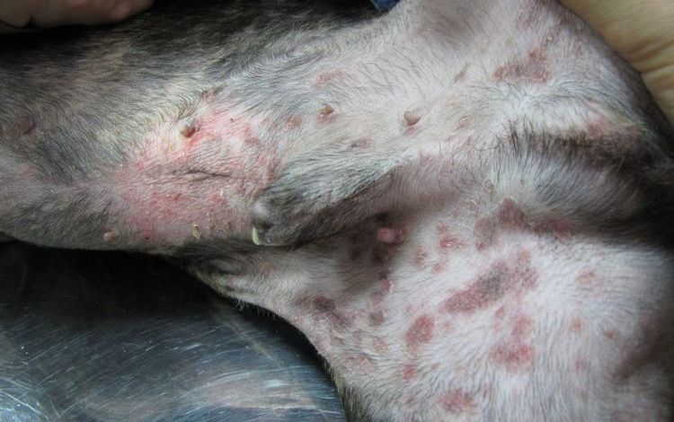 Manchas alérgicas en el perro