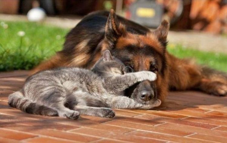 Gato y pastor alemán