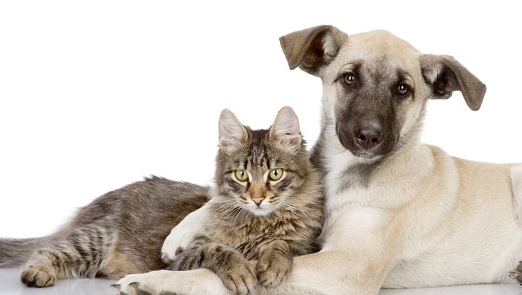 El gato y el perro