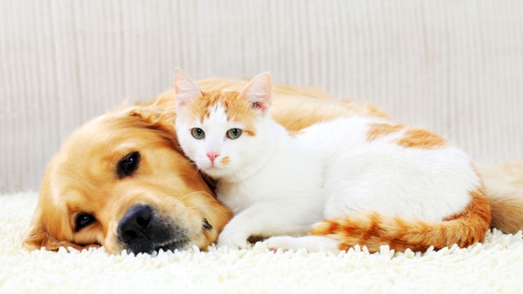 El perro y el gato duermen