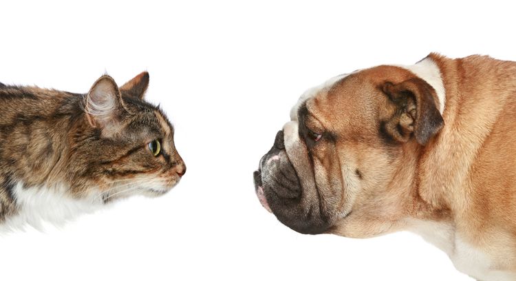 ¿Quién es más inteligente: los gatos o los perros?