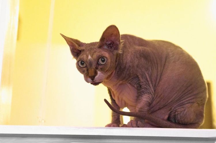 Gato calvo