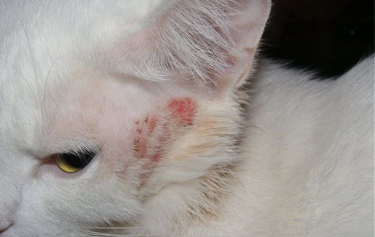 Enfermedad cutánea en gatos