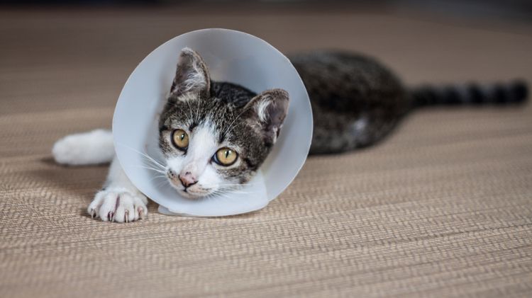Gata con collar isabelino