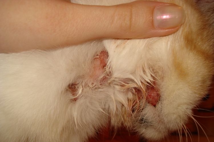 Mancha supurante en un gato