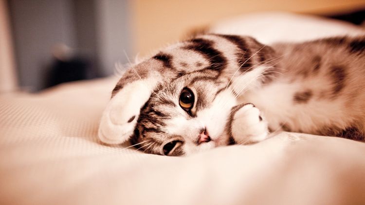 Gato