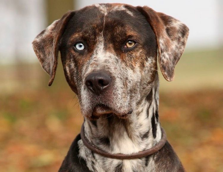 Color del perro leopardo de Catahoula