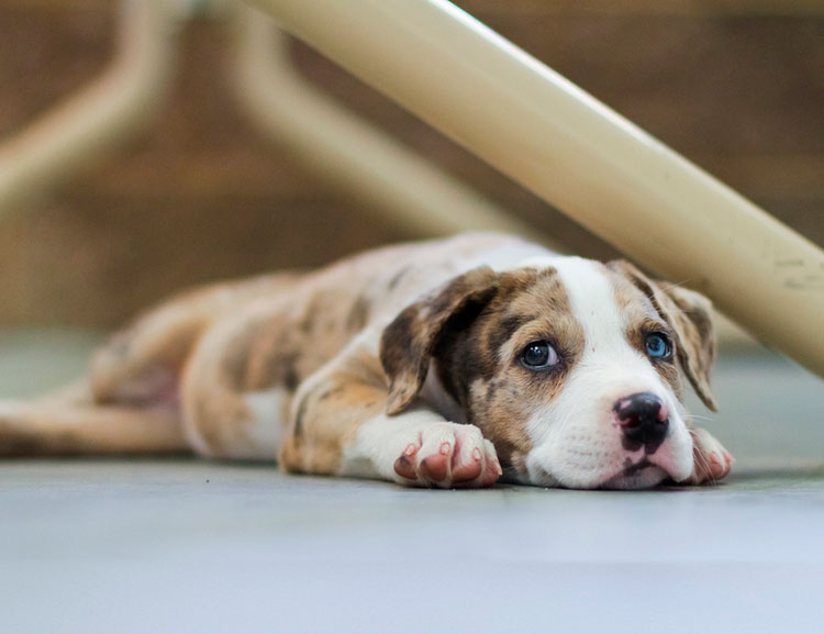 Cachorro de Perro Leopardo Catahoula
