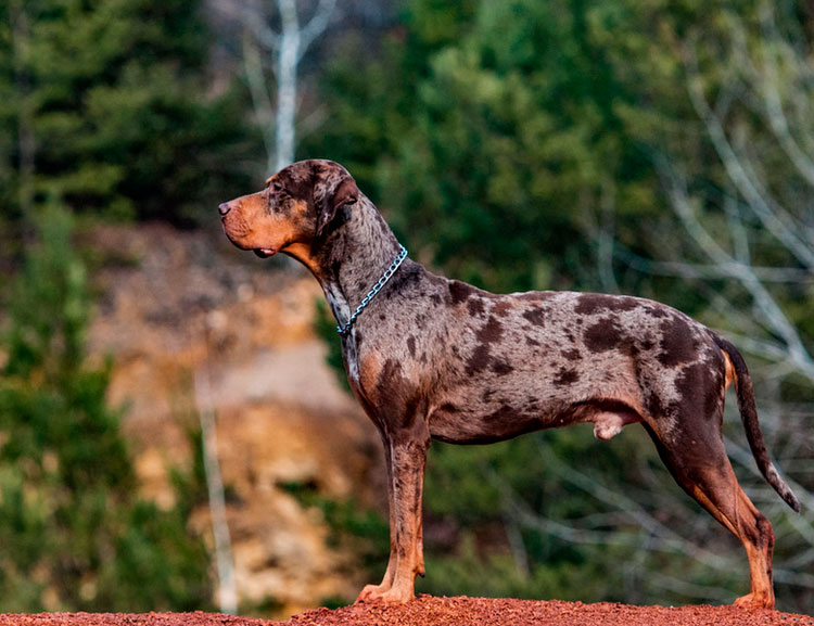 Perro leopardo Catahoula de color merle