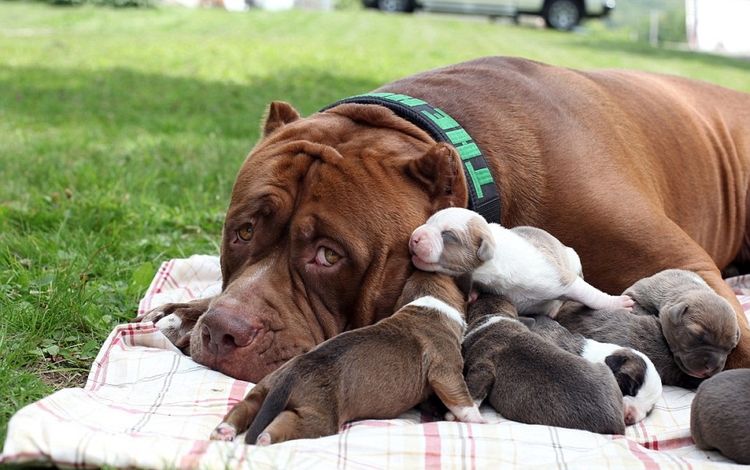 Perra y cachorros