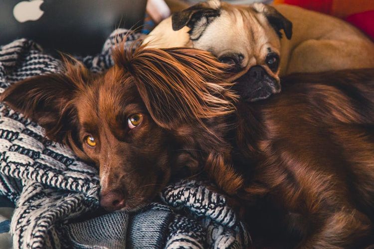 Spaniel y carlino tumbados