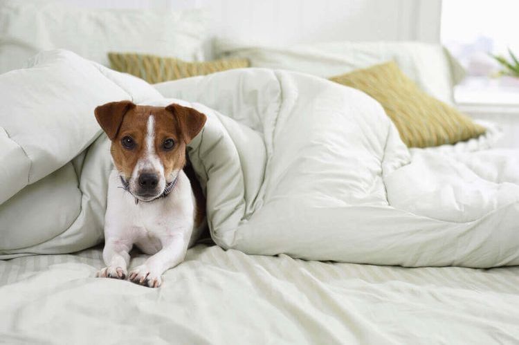 La perra está tumbada en la cama