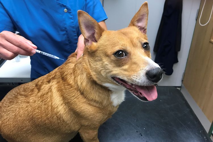 Inyección a un perro en la cruz